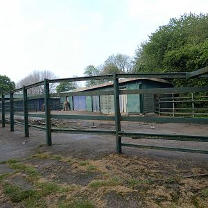 African elephant yard