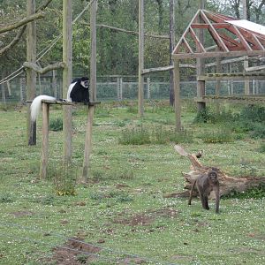 Black-and-white colobus and Gelada