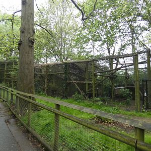 Caracal enclosure