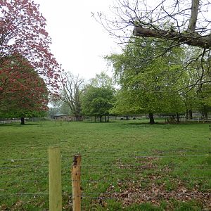 Cape buffalo enclosure