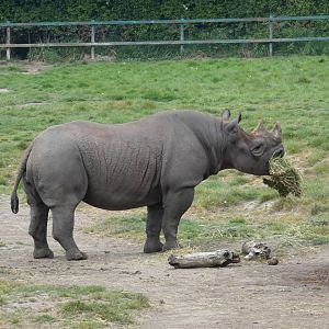 Eastern black rhinoceros