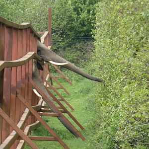 African elephant feeding