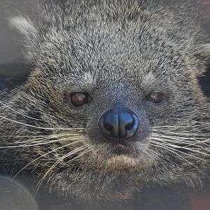 Lola the Binturong