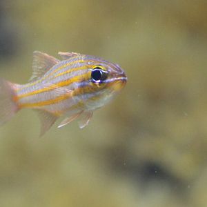 Yellow-striped cardinalfish - Ostorhinchus cyanosoma