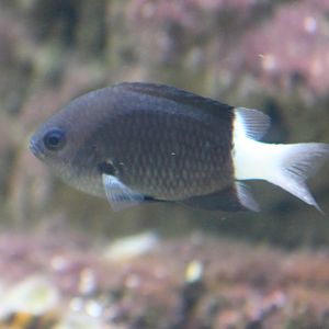 Black-mouth bicolored damsel - Chromis bicolor