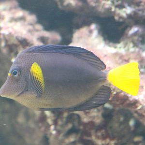Yellow-tailed surgeonfish - Zebrasoma xanthurum