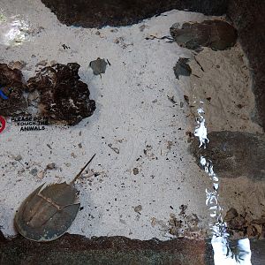 Mary River - Mangrove horseshoe crabs & some damselfish