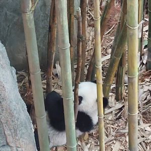 Le Le hiding in the bamboo