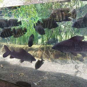 Hornet tilapias and more