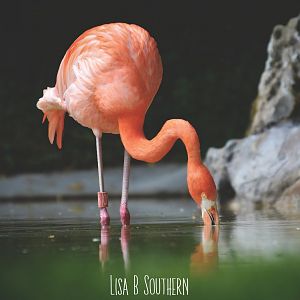 Caribbean flamingo