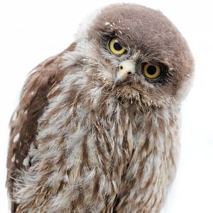 Barking Owl Chick / 26-5-22 / Hamerton