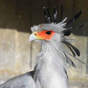 Secretary bird (Sagittarius serpentarius)