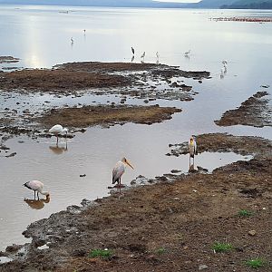 Yellow billed storks and African spoonbills