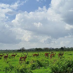 Impala herd