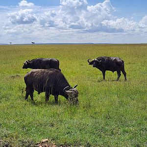 Cape buffaloes