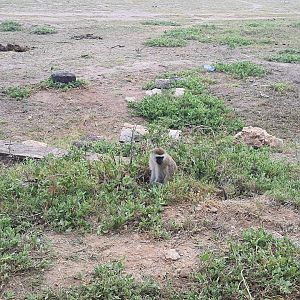 Vervet Monkey
