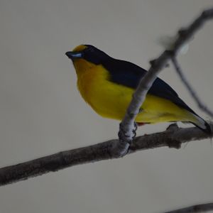 Euphonia violacea
