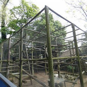 Black-and-gold howler monkey enclosure by entrance