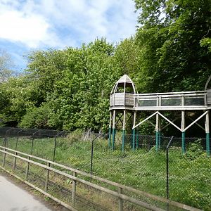 European wolf enclosure