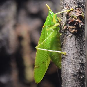 Copiphora rhinoceros