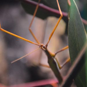 Tropidoderus childrenii