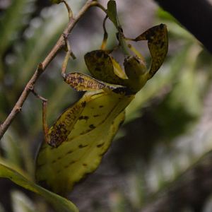 Phyllium siccifolium