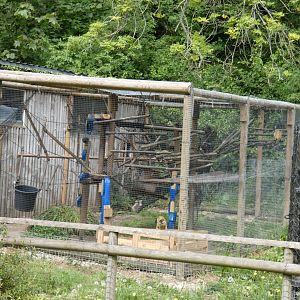 Squirrel monkey enclosure