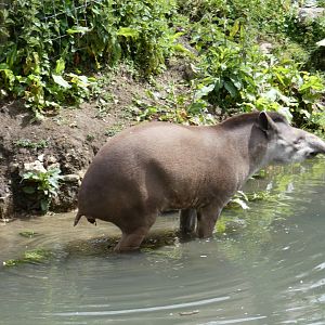 Brazilian tapir
