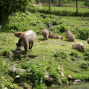 Tapir and Capybara