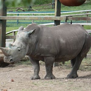 Southern white rhinoceros