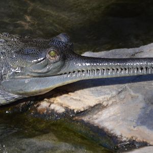 Gavialis gangeticus