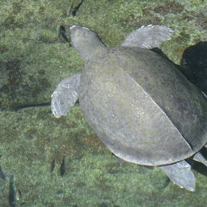 Carettochelys insculpta