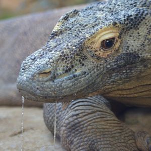 Varanus komodoensis, Satu