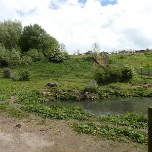 Brazilian tapir and Capybara enclosure