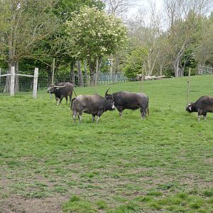 Asian water buffalo