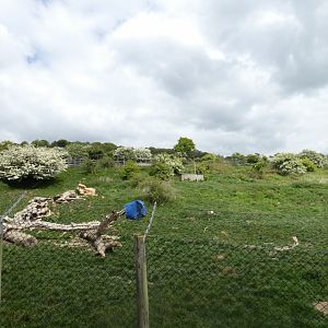 African hunting dog enclosure