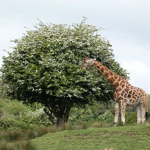 Giraffe