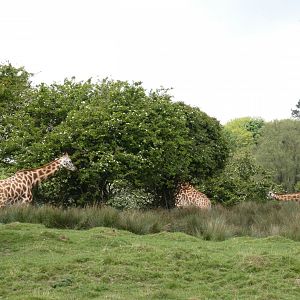 Giraffe herd