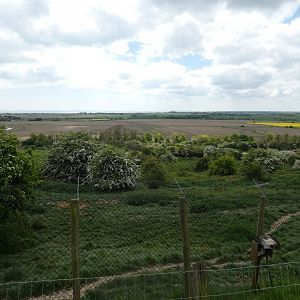 African hunting dog enclosure (2)
