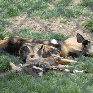 African hunting dog