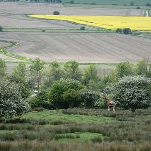 Giraffe in the distance