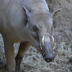 Babyrousa celebensis