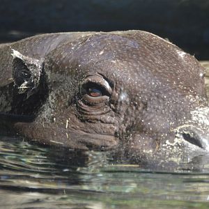 Choeropsis liberiensis