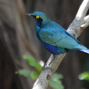 Lamprotornis chalybaeus