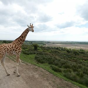 Giraffe with view of English Channel