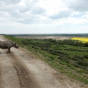 Black rhino with view of English Channel