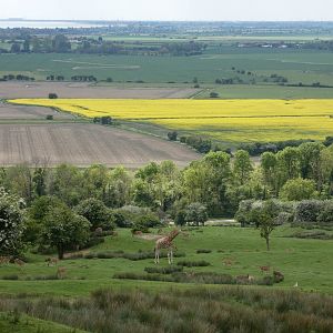 View of African savannah