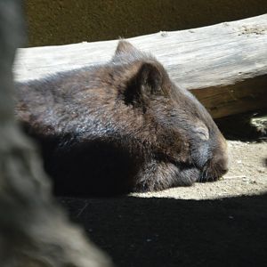 Vombatus ursinus hirsutus