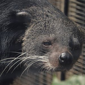 Arctictis binturong penicillatus