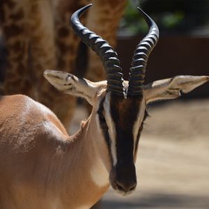 Nanger soemmerringii soemmerringii